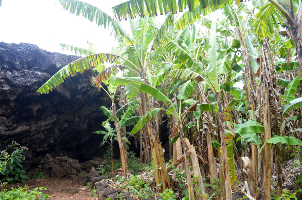 Bananiers dans un creux d'une grotte