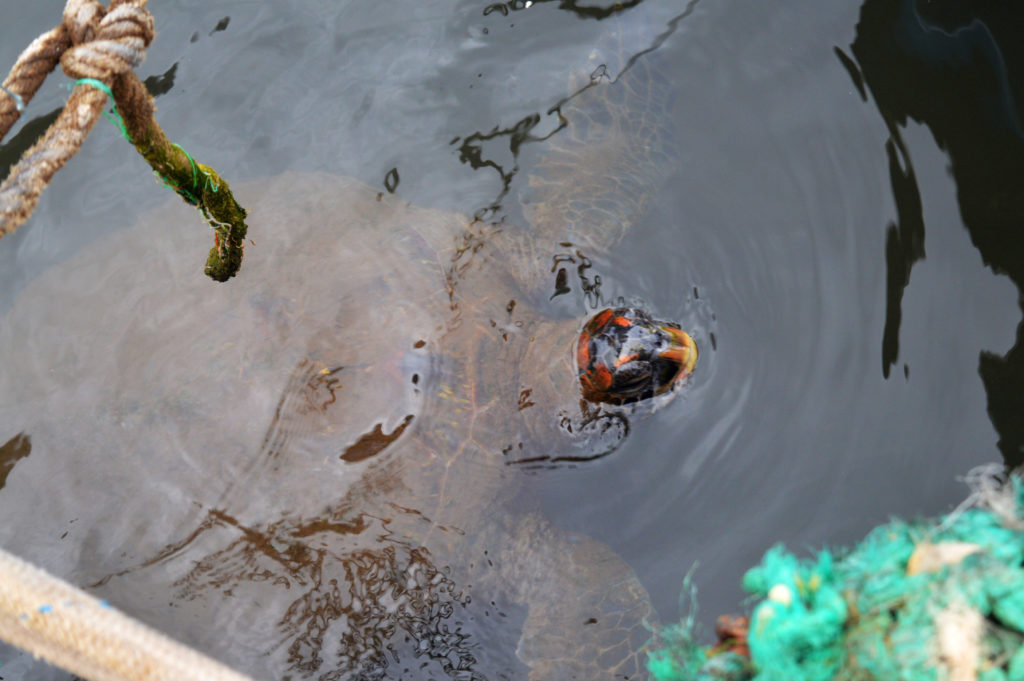 Tortue sortant la tête de l'eau pour reprendre sa respiration, dans le port d'Hanga Roa sur l'île de Pâques