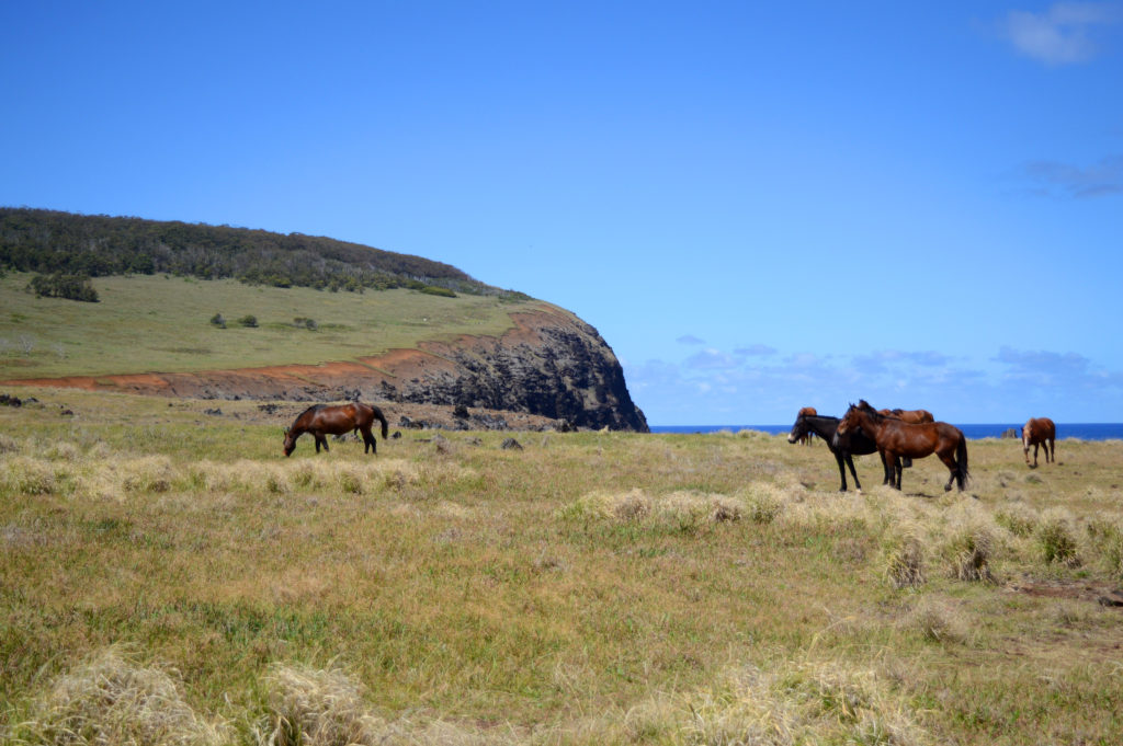 Chevaux sauvages en train de paitre 