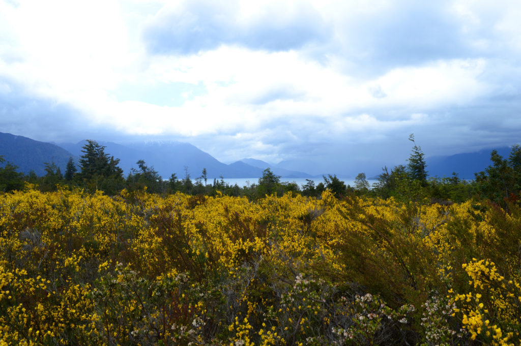 Buissons de fleurs jaune, avec un lac et des montagnes au loin