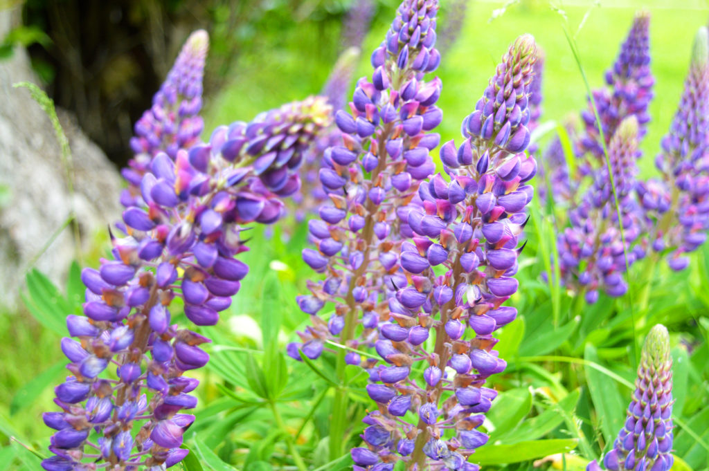 Gros plan sur des lupins violet et aux feuilles vertes