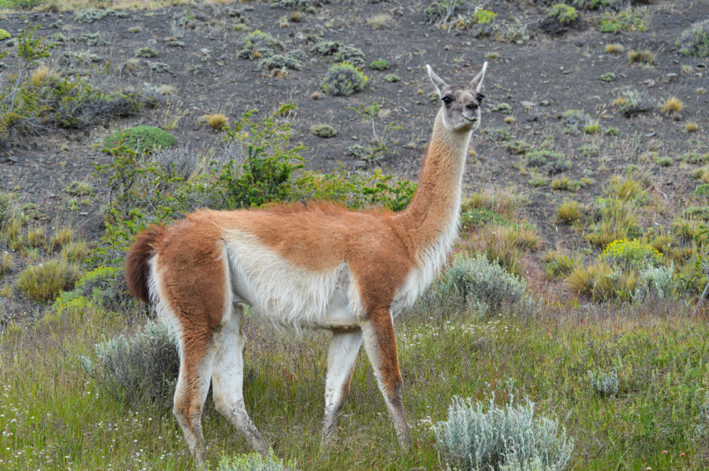 guanaco