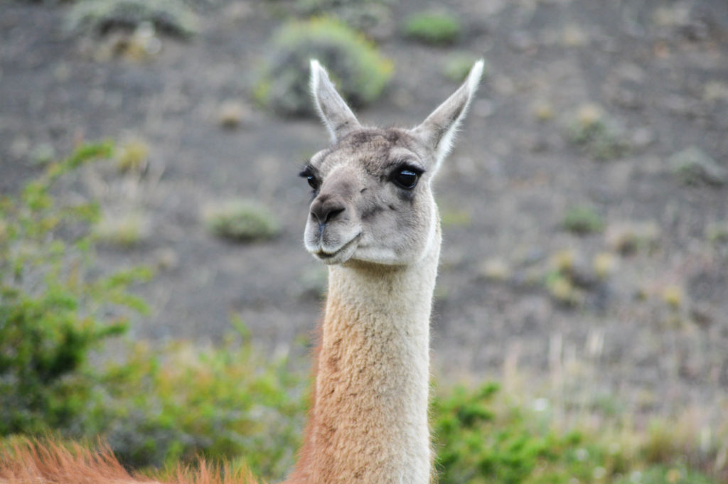 gros plan sur tête d'un guanaco