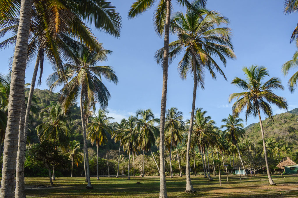 palmiers de tayrona dans les caraibes