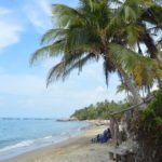 la piscina, plage et palmier des caraibes