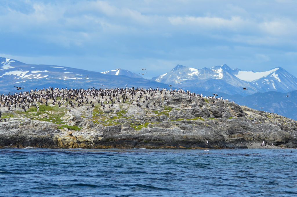 Cormorans sur une île dans le canal de Beagle avec les montagnes en arrière plan