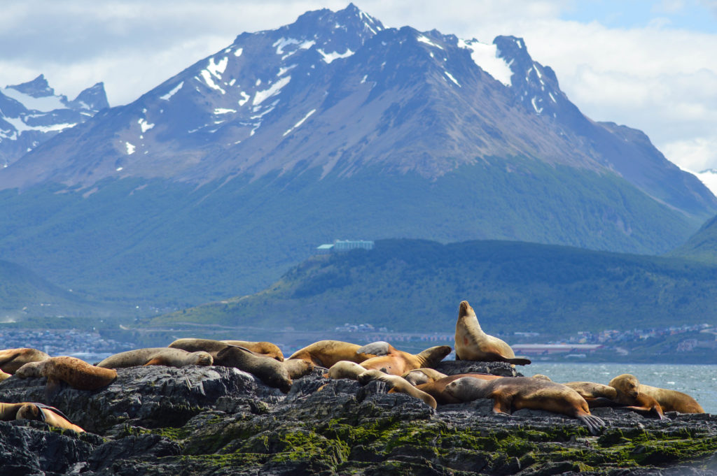 Lions de mer sur une île dans le canal de Beagle avec les montagnes en arrière plan