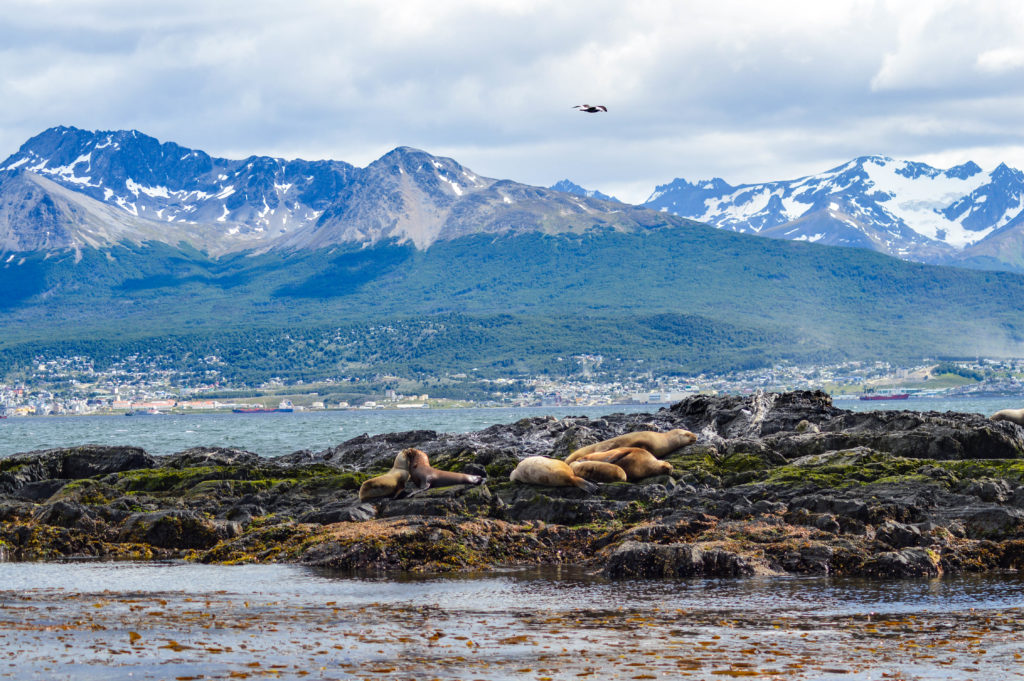 otaries sur une île dans le canal de Beagle avec les montagnes d'Ushuaia dans le fond