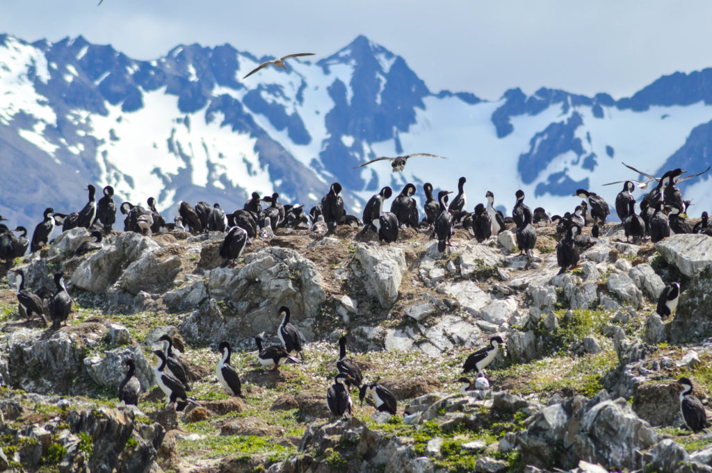 Cormorans sur une île dans le canal de Beagle avec les montagnes en arrière plan