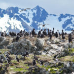 cormorans avec les montagnes