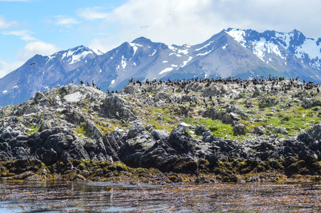 Cormorans sur une île dans le canal de Beagle avec les montagnes en arrière plan