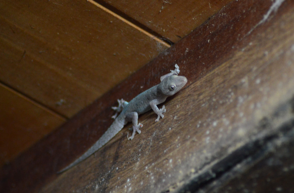 Gecko au plafond de notre studio à Palomino