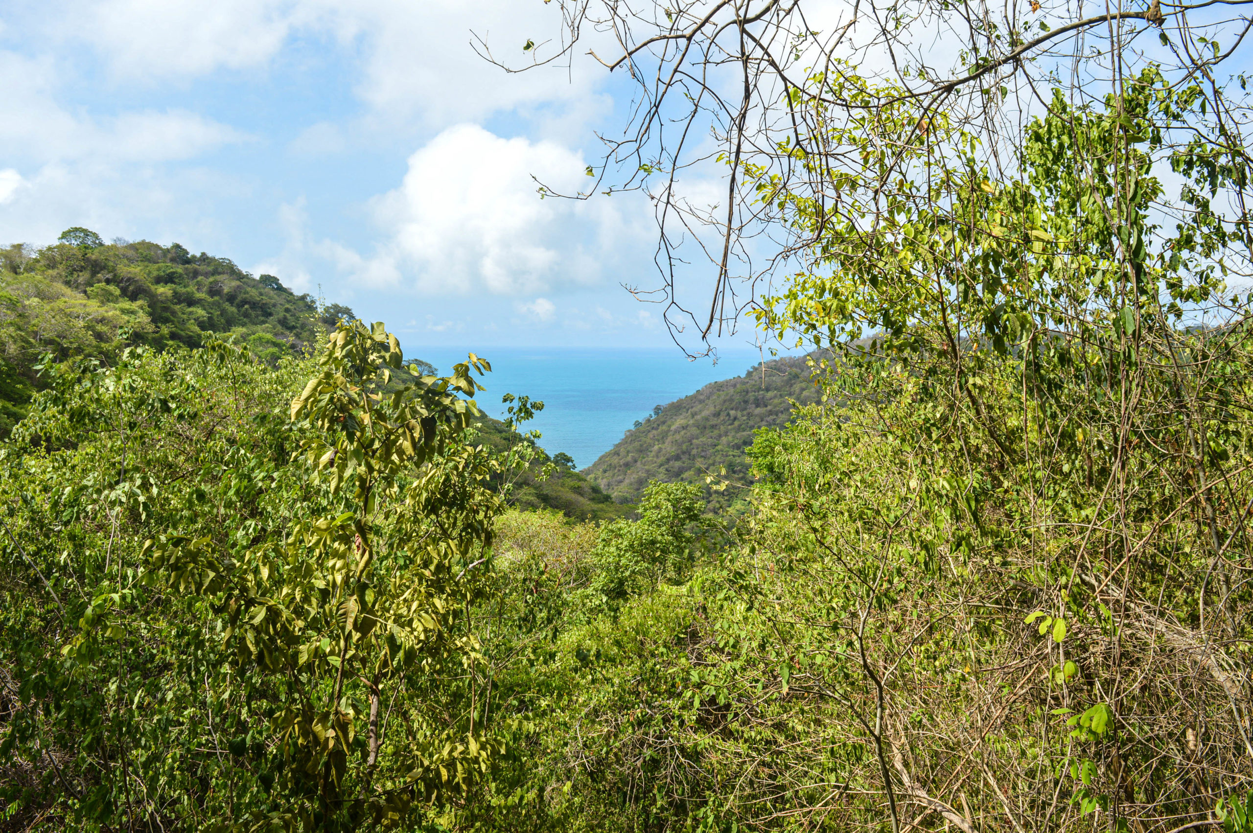 Vue depuis la forêt sur Playa Brava, au loin