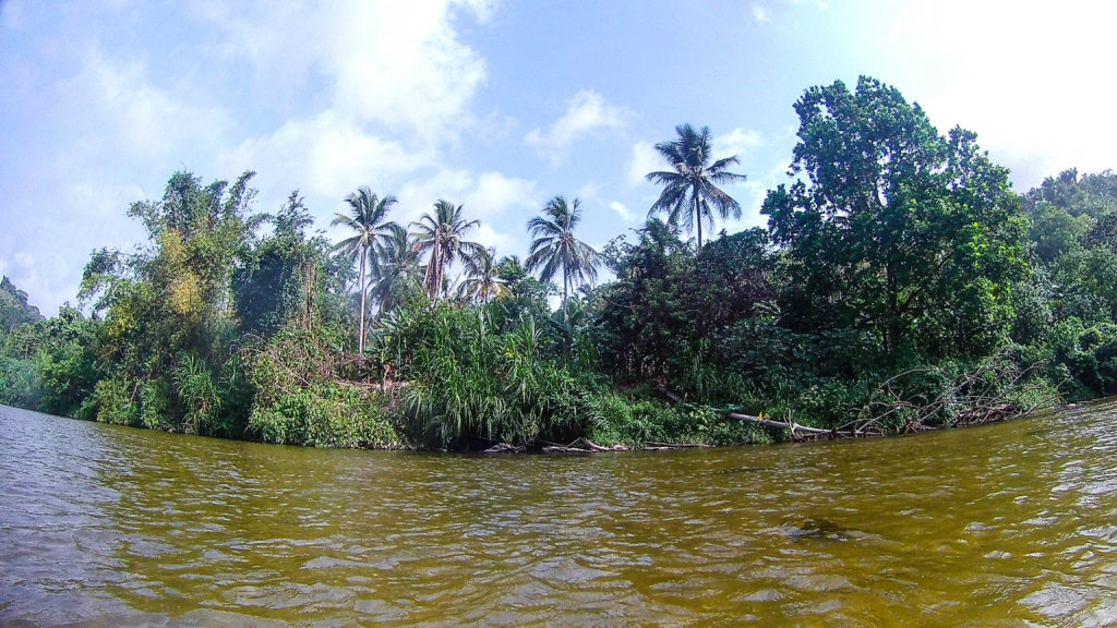 Berges de la rivière avec arbres tropicaux