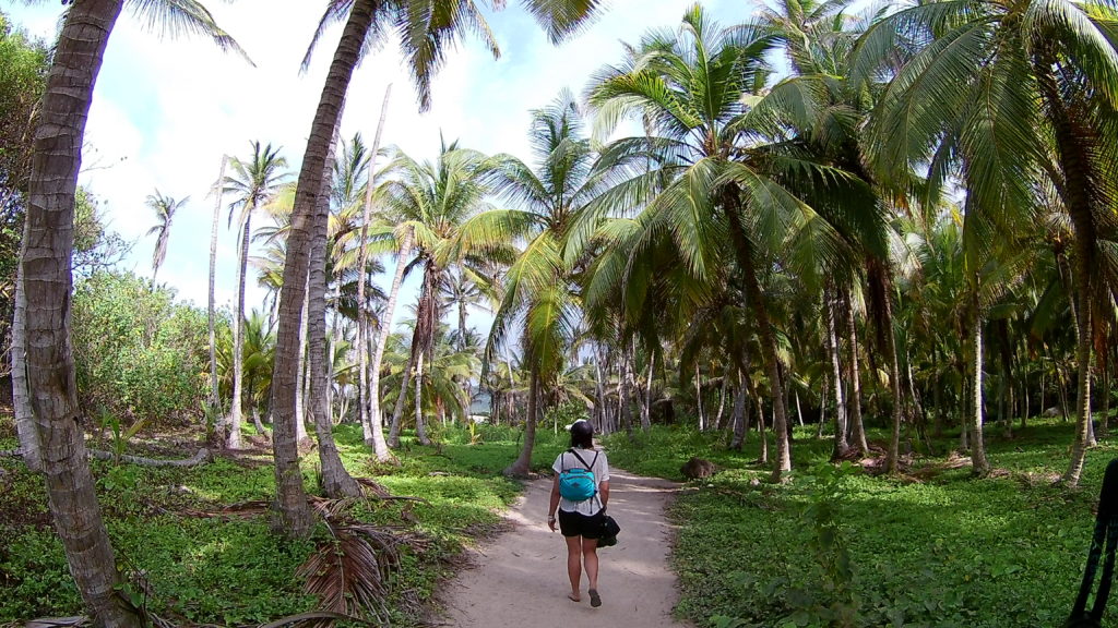 Chemin au milieu des palmiers du parc Tayrona