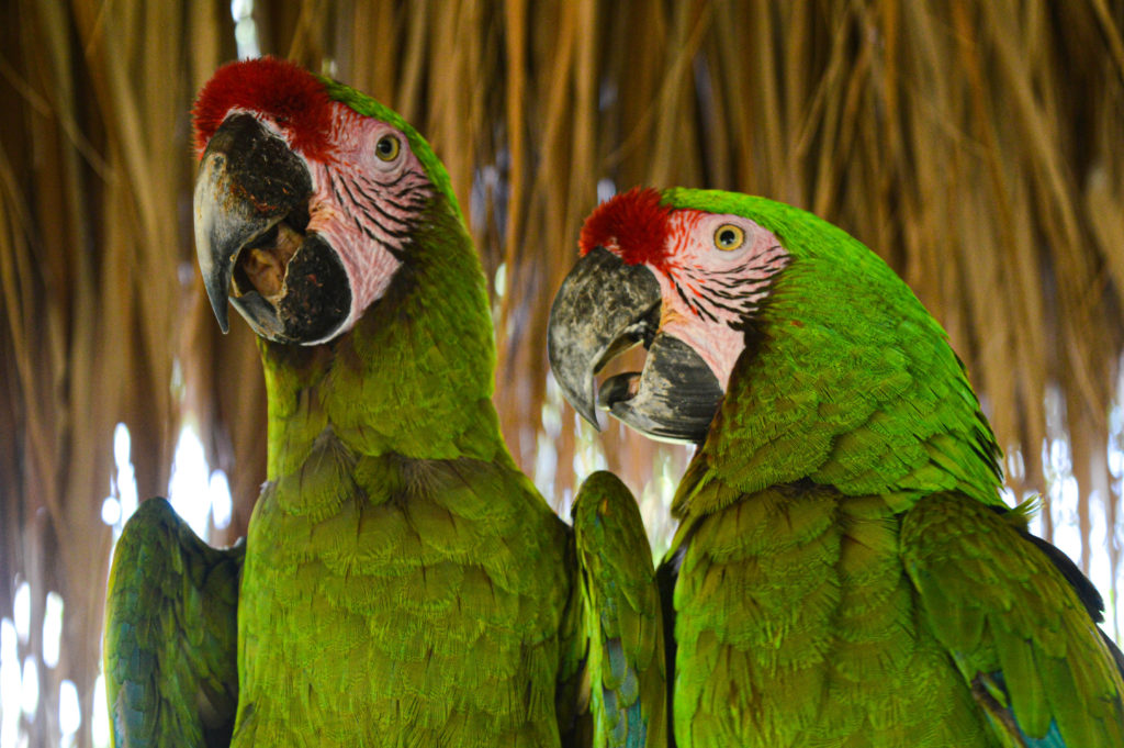 perroquets verts, Aluxes Ecopark, palenque, chiapas