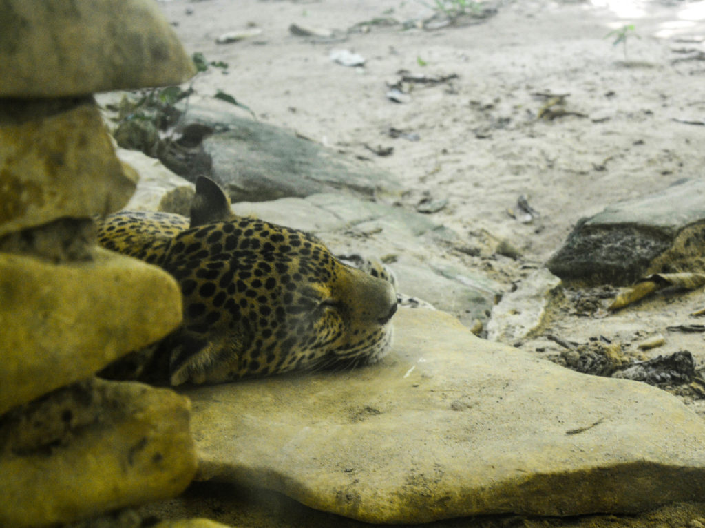 jaguar, Aluxes Ecopark, palenque, chiapas