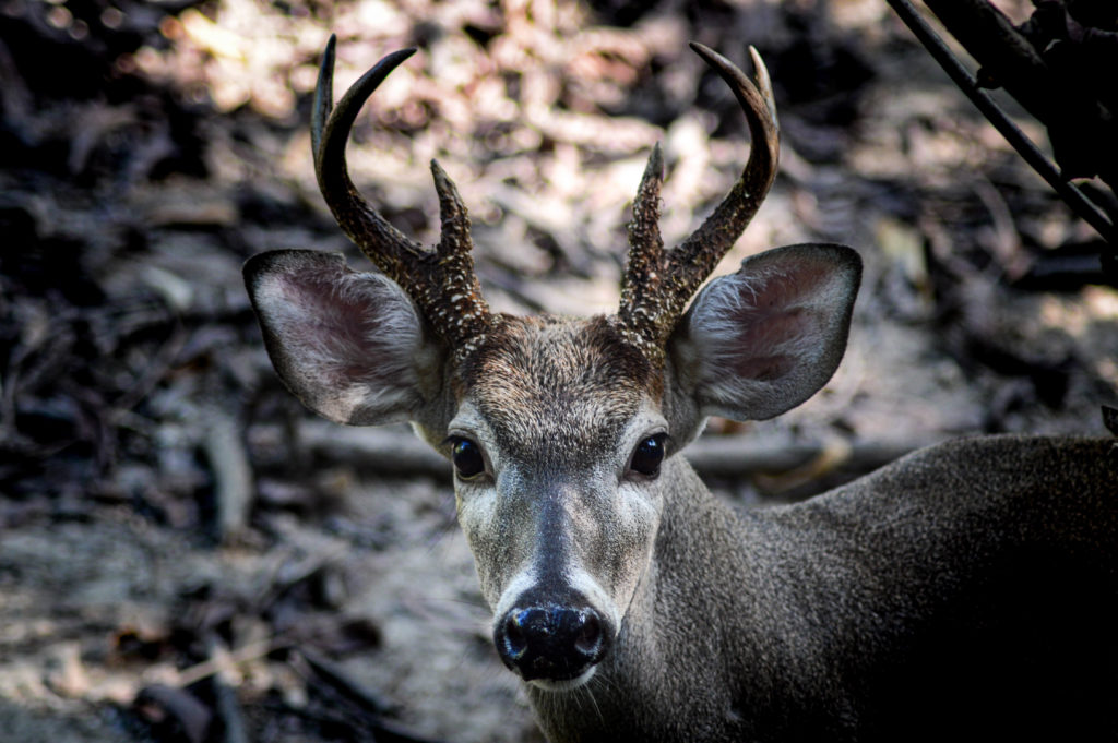 sorte de cerf, Aluxes Ecopark, palenque, chiapas, mexique