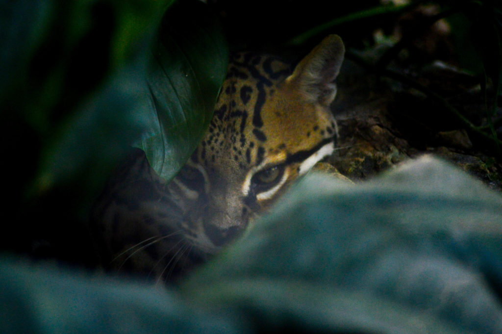 ocelot, Aluxes Ecopark, palenque, chiapas