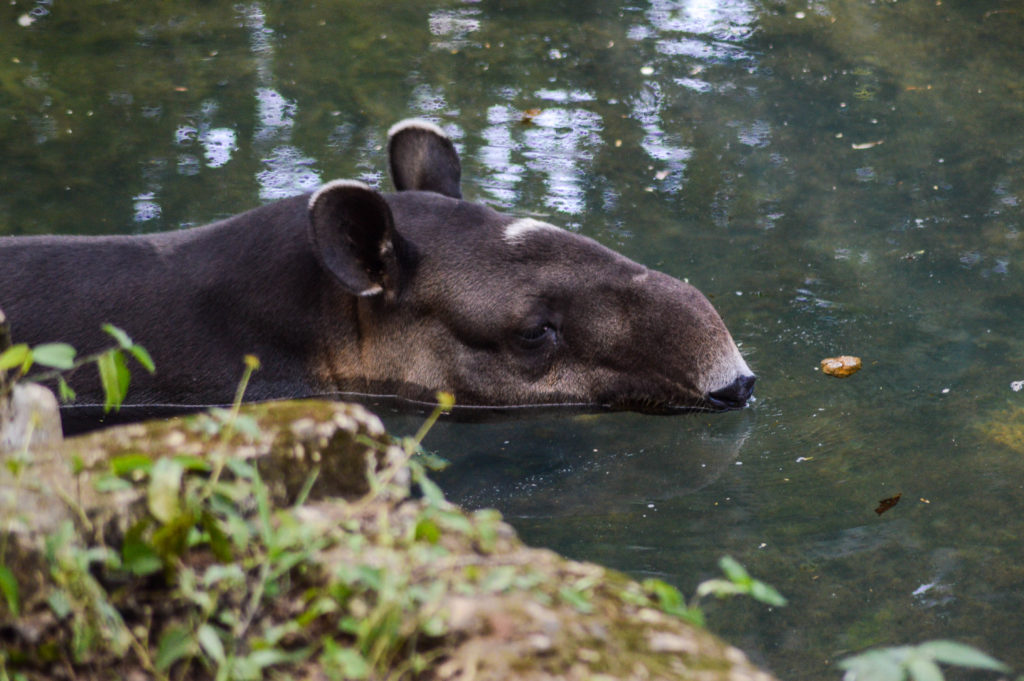 tapir dans l'eau, Aluxes Ecopark, palenque, chiapas