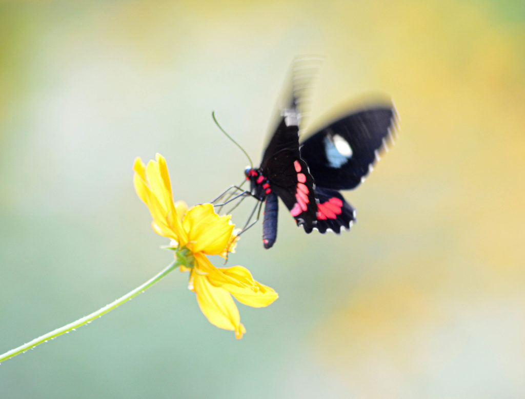 papillon, Aluxes Ecopark, palenque, chiapas