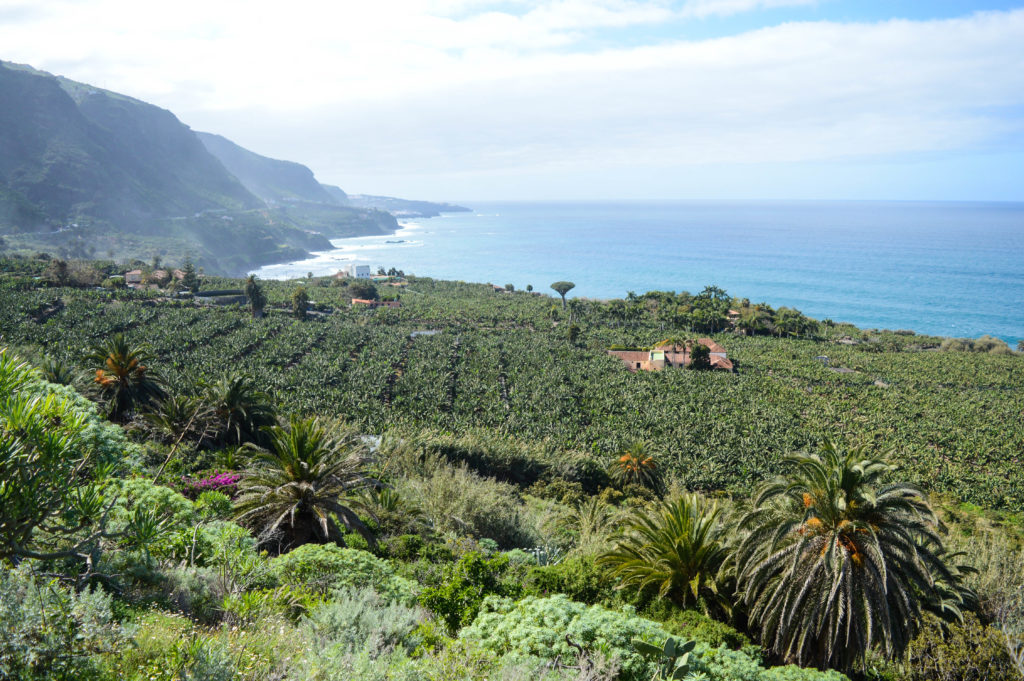 champs de bananiers et falaises sur tenerife