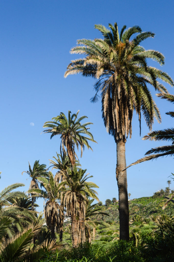 palmiers et ciel bleu à Tenerife, Canaries