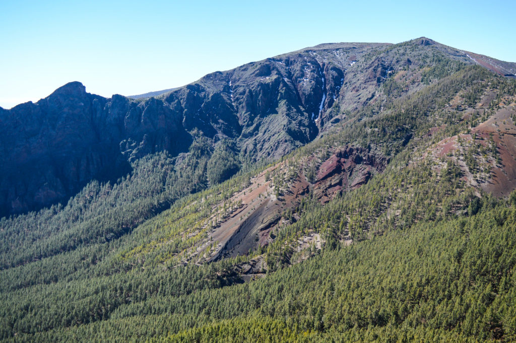 Forêt de pins sur un versant