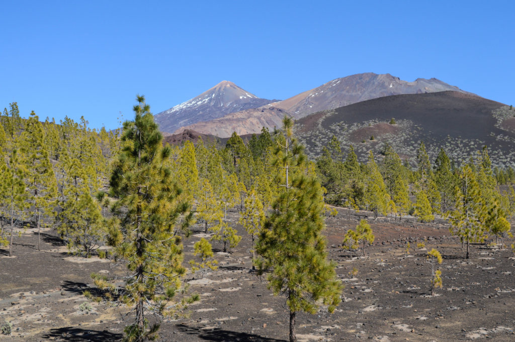 Forêt de pins avec le sommet du volcan qui dépasse au loin