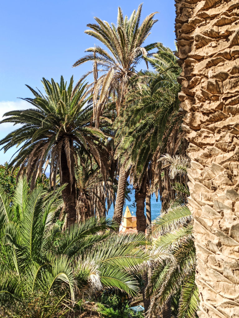 palmiers de tenerife