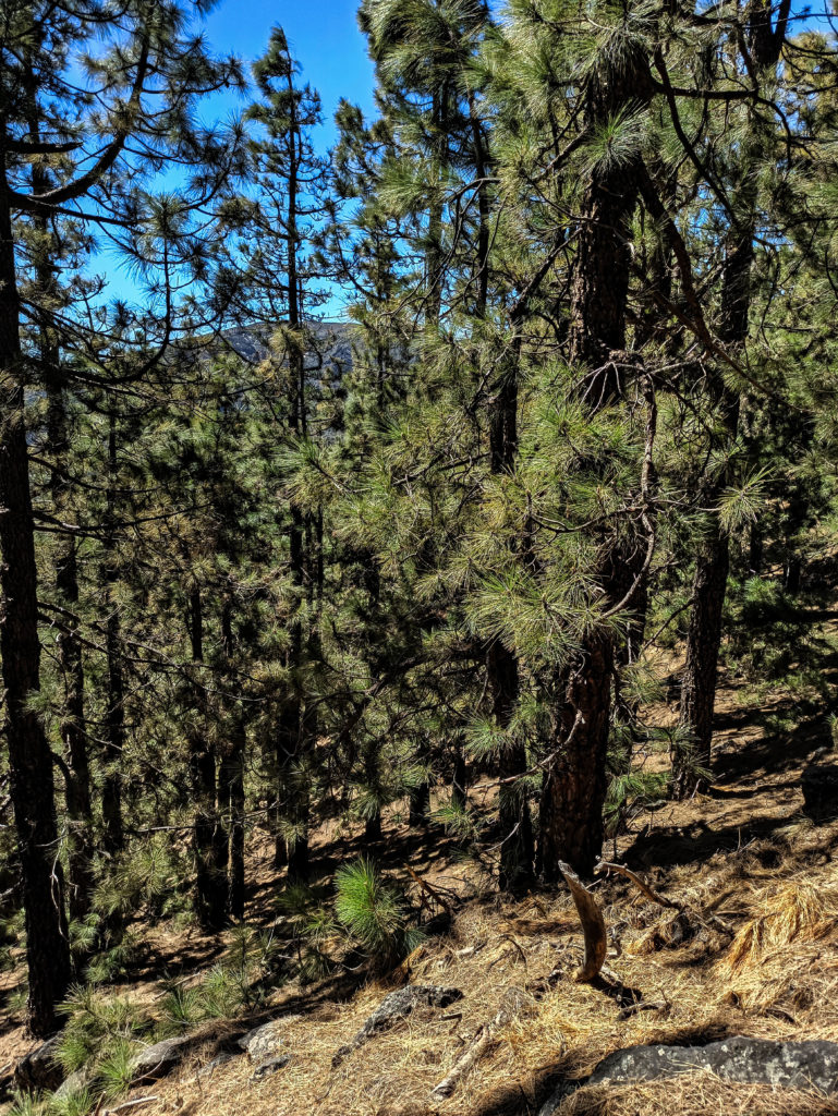 Pins de la forêt Corona Forestal de Tenerife