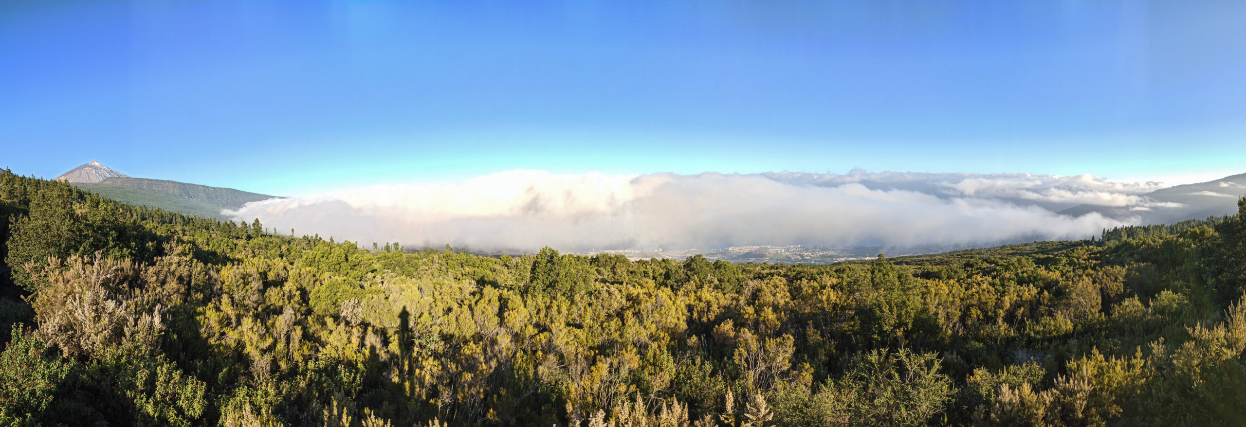 Panorama sur Tenerife, avec la mer de nuages au dessus de la forêt, et le volcan Teide en arrière plan