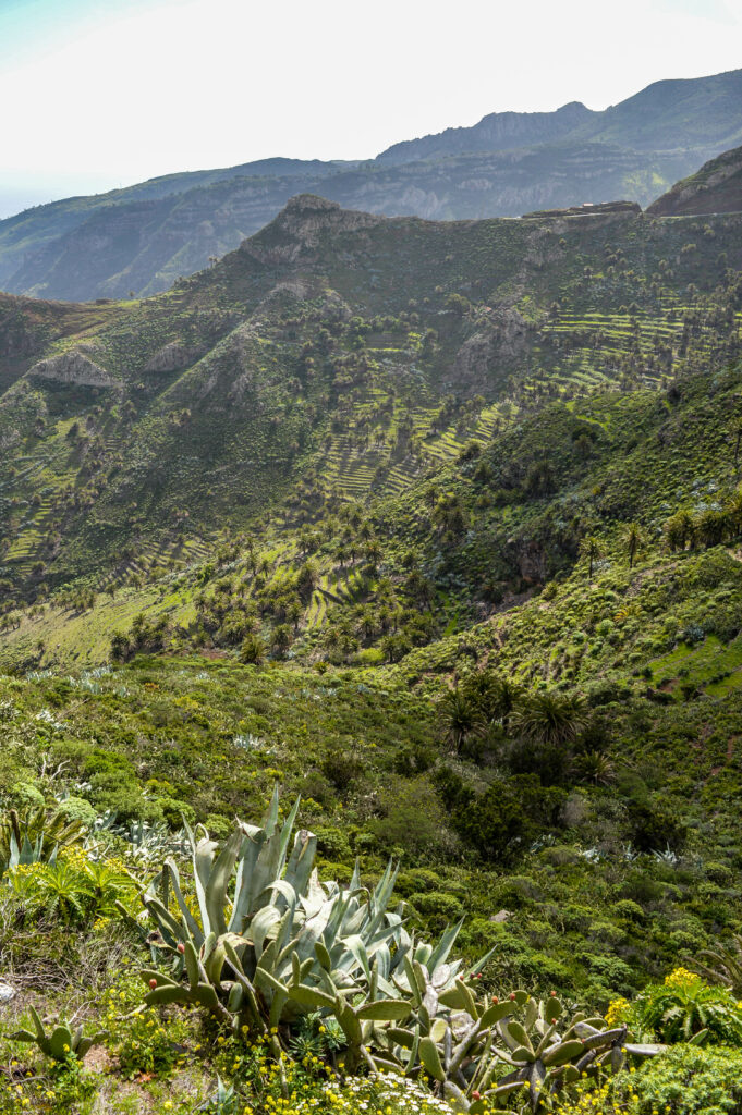 Agave au 1er plan, avec derrière les montagnes vertes et la vallée du parc Garajonay