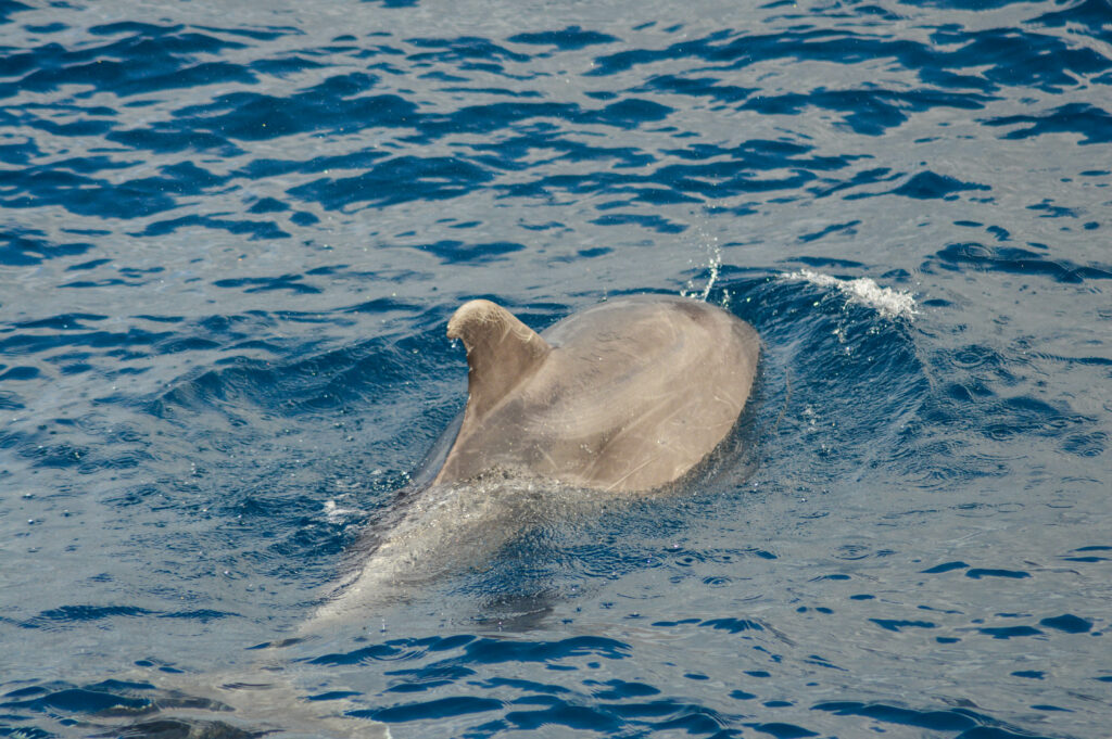 Aileron et dos d'un dauphin entrain de sortir de l'eau