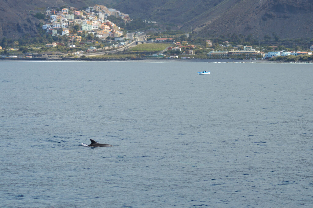 Aileron d'un dauphin au loin, avec La Gomera et Valle Gran Rey en arrière plan