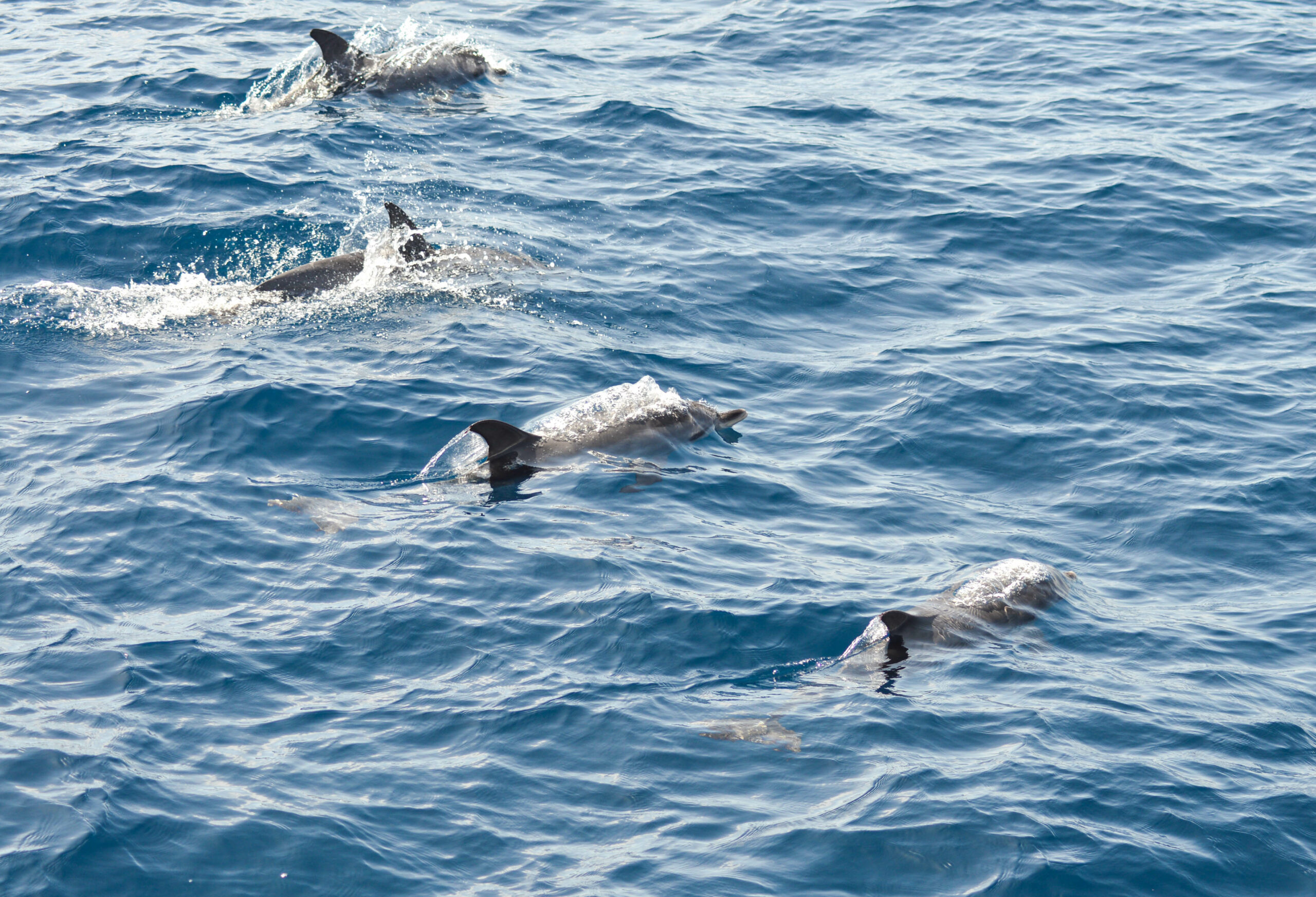 4 dauphins côte à côte, entrain de sortir de l'eau