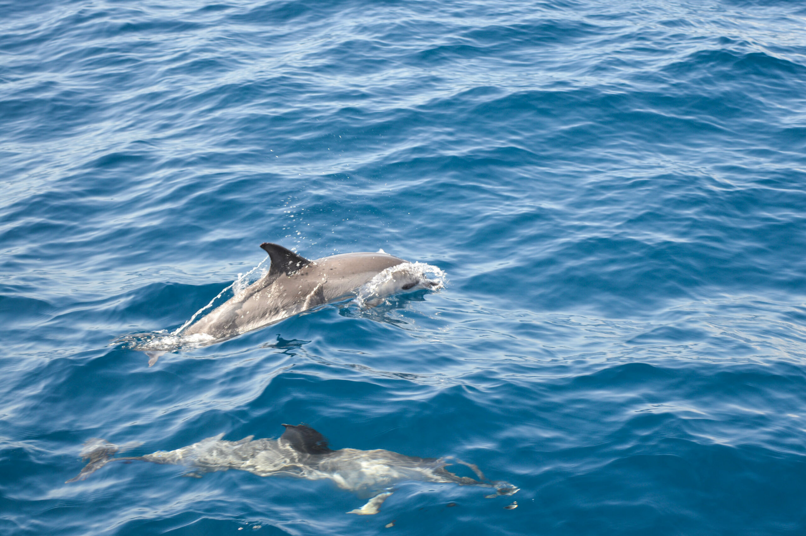 2 dauphins en gros plan, sortant de l'eau