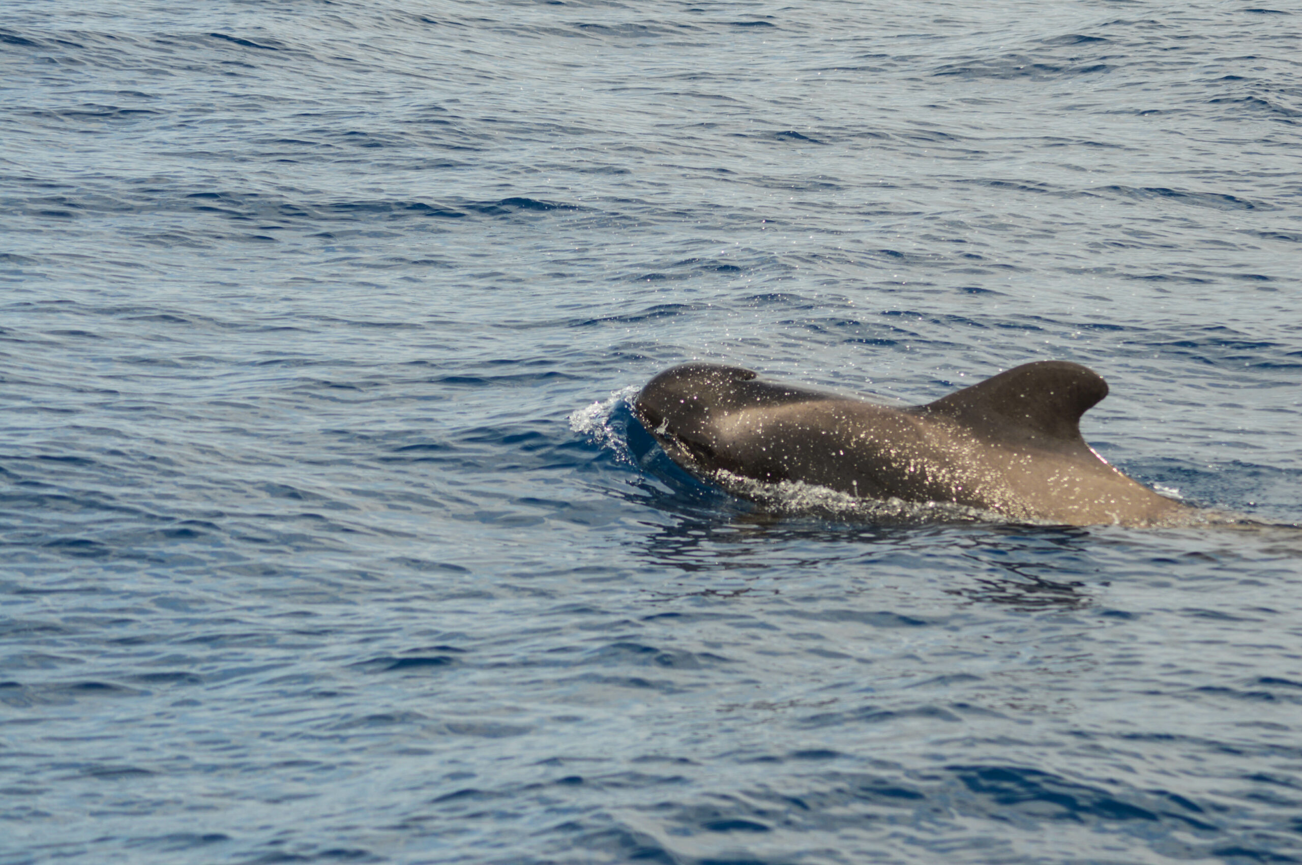 Tête, aileron et dos d'une baleine pilote, noire, en train de sortir de l'eau