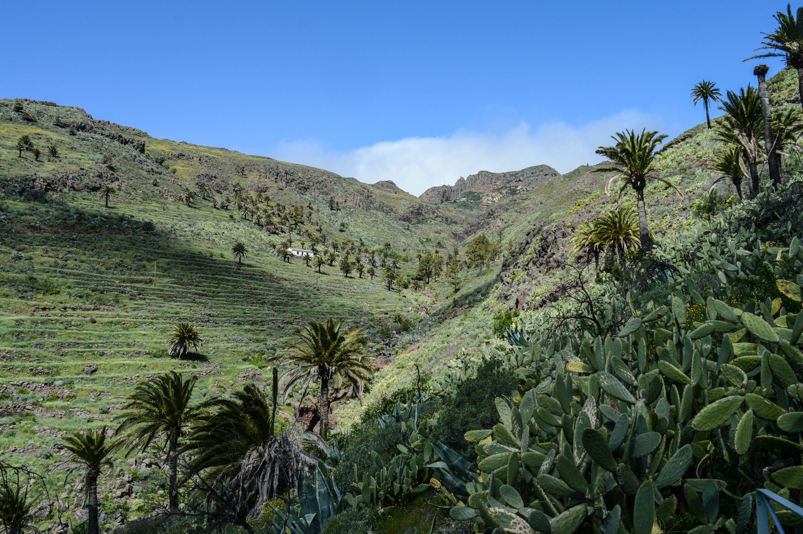 Vallée escarpée dans lequel se trouve le dragonnier, avec des cactus, palmiers, d'anciennes terrasses au loin, et une petite maison perdue au milieu