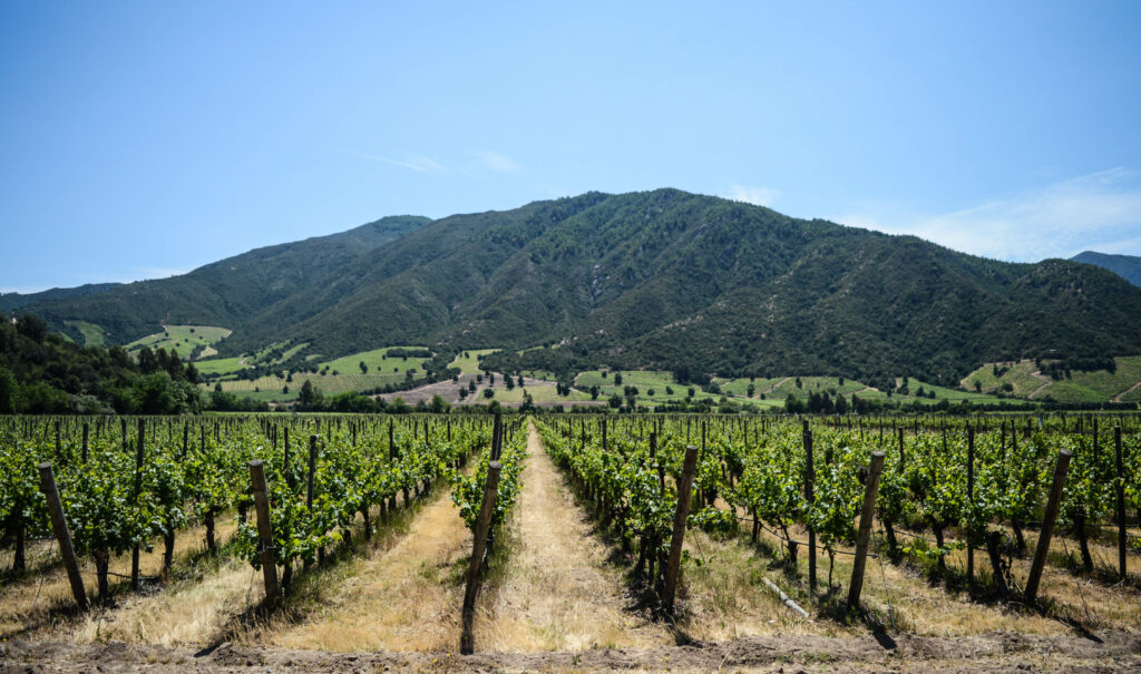 Rangs de vigne de la vallée de colchagua, avec une montagne recouverte de végétation en face