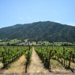 vignobles de la vallée de colchagua