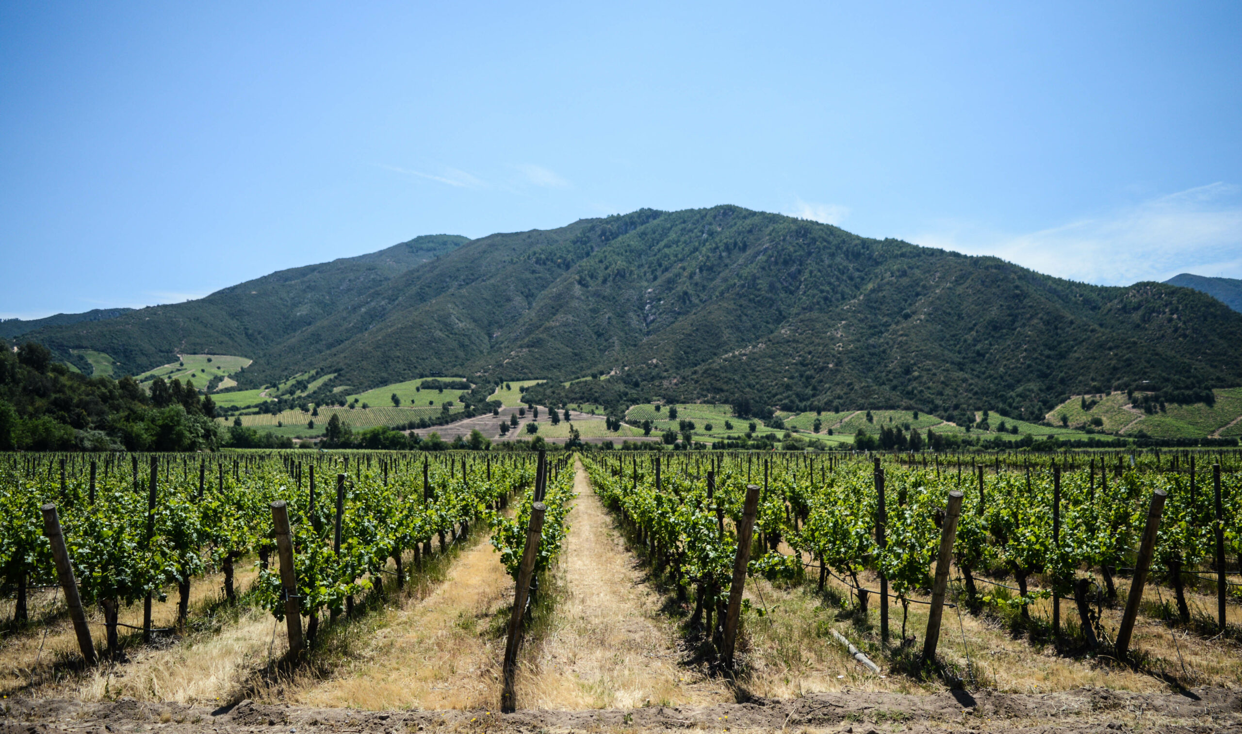 vignobles de la vallée de colchagua
