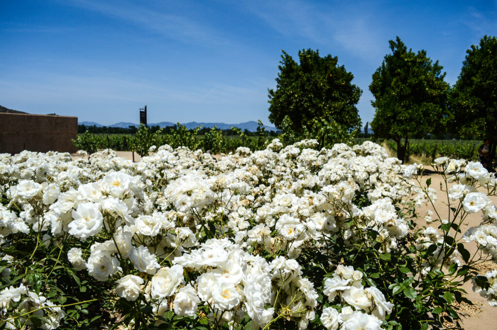 Fleurs blanches dans les vignes