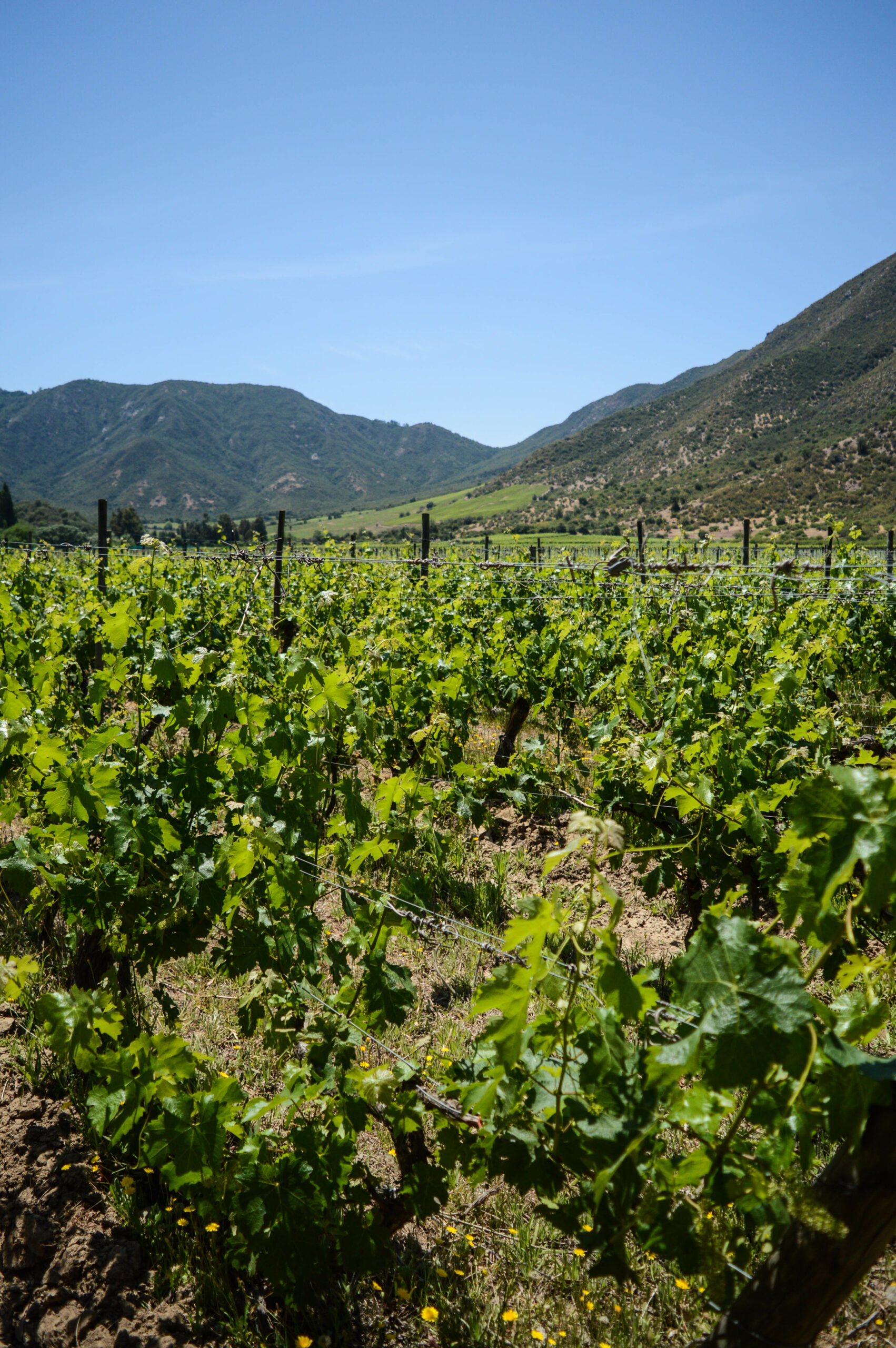 Gros plan sur des vignes de la vallée de colchagua, tout de vert vêtus, avec des montagnes et un grand ciel bleu au fond