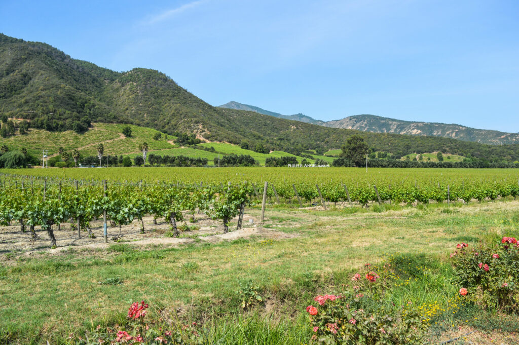 Vignes vertes de la vallée de colchagua, avec des montagnes au fond, et des fleurs rouges au premier plan