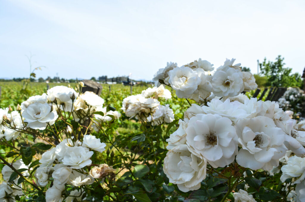 Gros plan sur des fleurs blanches dans la vigne de la vallée de Colchagua