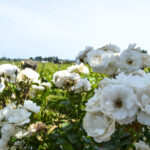 fleurs blanches