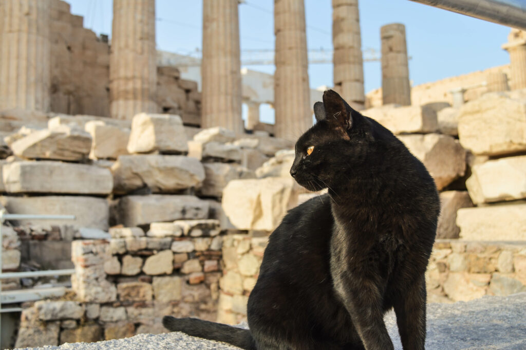 Chat noir de profil devant les ruines de l'acropole à Athènes en Grèce