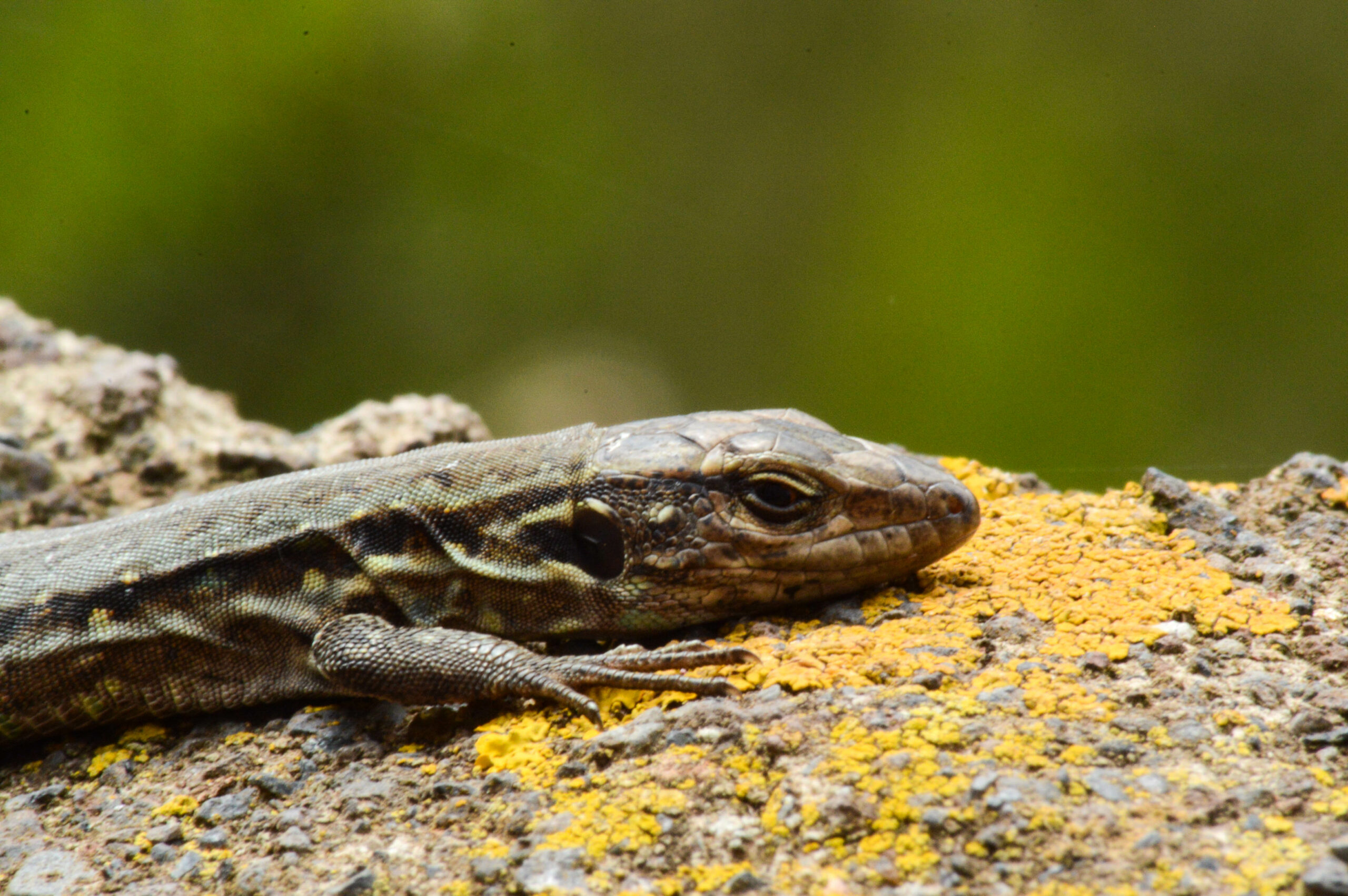 Lézard couché sur un rocher recouvert de mousse jaune