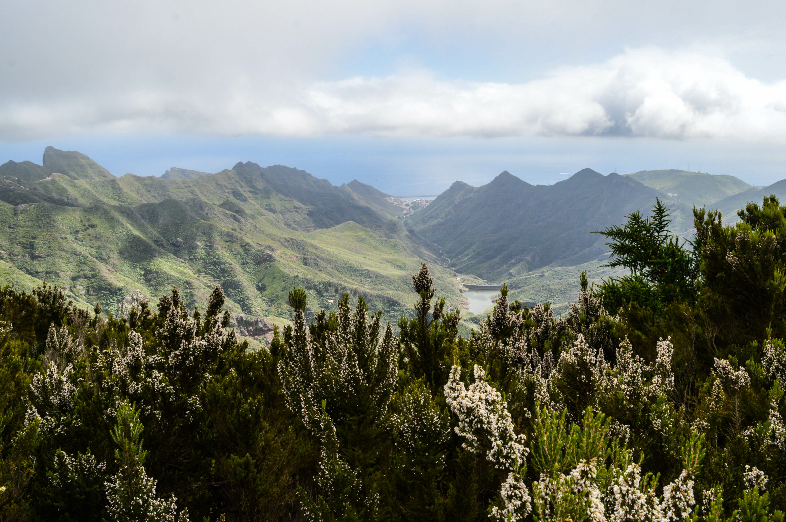 Arbustes en fleur au premier plan, avec le massif de l'Anaga en arrière plan